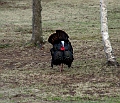 Local Birds